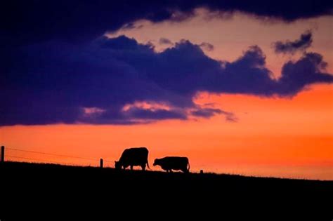 Alberta livestock producers affected by drought to receive aid to offset costs